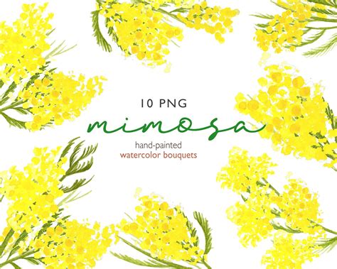 Watercolor Mimosa Clipart Mimosa Bouquets Png Easter Etsy