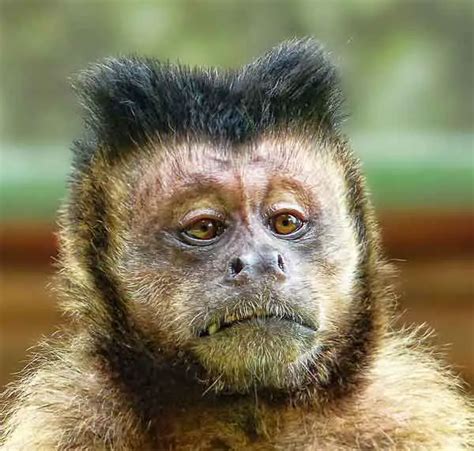 19 Animals With Hilarious Hairstyles And 3 With Ugly Hair