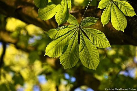 Interesting Facts About Leaves Just Fun Facts