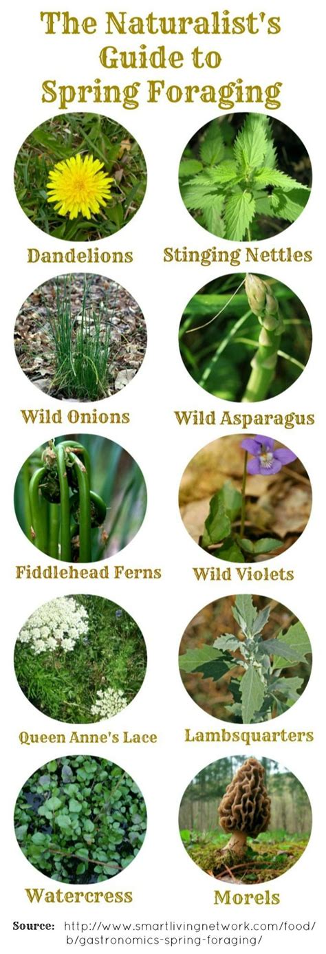 Common Wild Foods Of Spring Foraging Guide And Recipes Foraging Guide