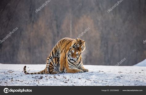 Pareja Tigres Siberianos Apareándose Prado Nevado Bosque Invierno