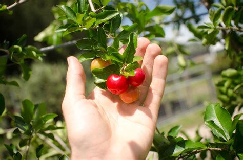 Organic Barbados Cherry Plant Free Shipping In 4″ Pots Non Gmo C S