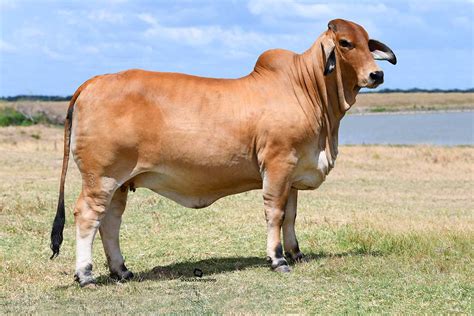 Brahman Cattle Female