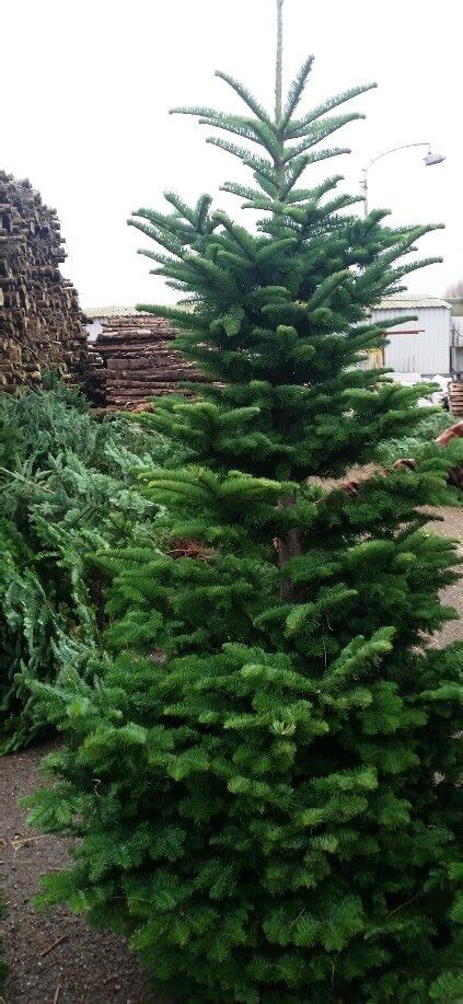 Noble Fir Real Christmas Tree Cork Christmas Trees