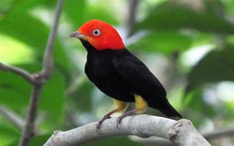 A Dozen Beautiful Common Birds From Belize Birdingfieldguides Blog