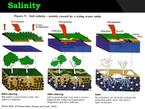 Ppt Changes In Ecosystems Powerpoint Presentation Free Download Id