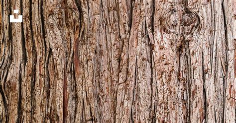 Brown Tree Trunk In Close Up Photography Photo Free Tree Image On