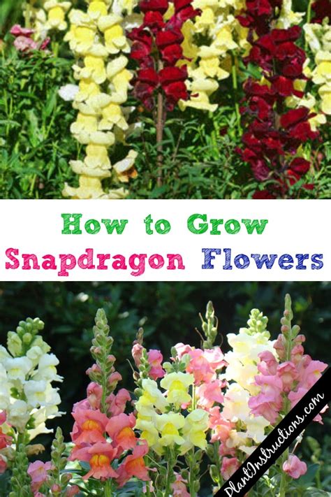 How To Grow Snapdragon Flowers A Guide To Growing