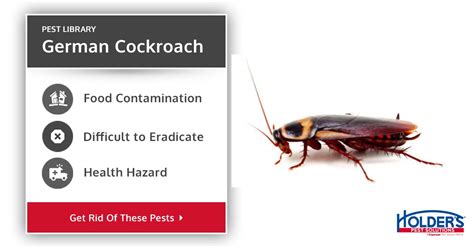 Orkin is one of the few pest control companies in the us that will treat drywood termites. German Cockroach - Types, Facts, and How to Identify ...