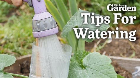 How To Water Plants More Effectively Youtube