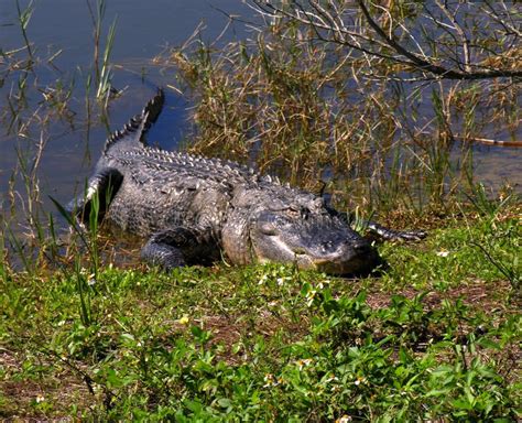 Large Alligator At The Viera Wetlands In Florida Stock Photo Image Of