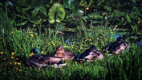 Sleepy Ducks Photograph By Ian Fraser Fine Art America