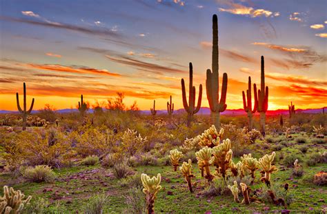 Cacti Birds And Life In The Sonoran Desert •