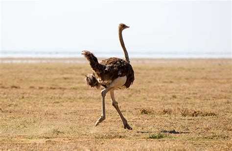 Best Ostrich Head In Ground Stock Photos Pictures And Royalty Free