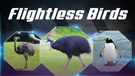 8 birds that can't fly. Flightless birds | flightless birds name | Birds that ...
