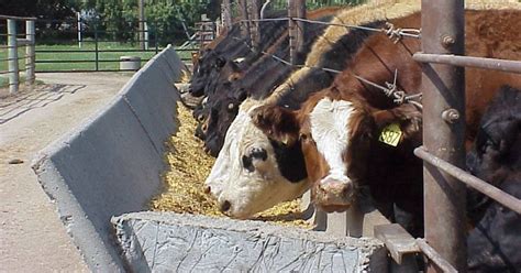 Understanding Silage As A Feed For Your Cattle Live Tech Spot