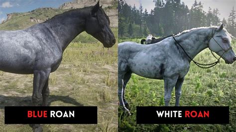 Rdr2 Nokota Blue Roan And White Roan Horses Location And Stats Youtube