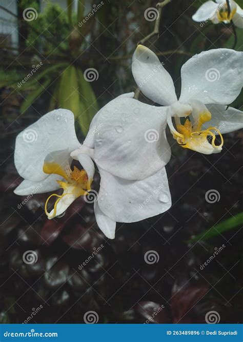 Pigeon Orchid Wild Flower Growing On A Tree Stock Photo Image Of