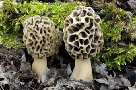 30 g Fresh TRUE MOREL Mycelium Morchella vulgaris Mushroom | Etsy