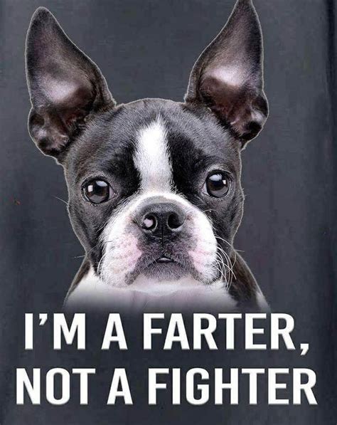 43 Boston Terrier Funny Memes Image Bleumoonproductions