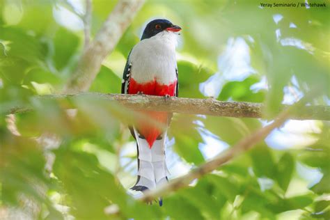 Top 10 Reasons To Visit Cuba For Birders Whitehawk Birding Blog