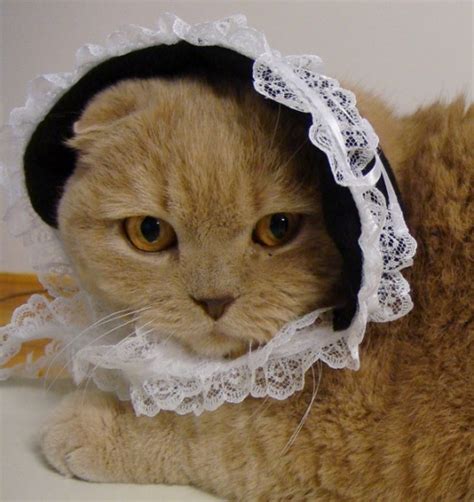 GOTHIC LOLITA PET CAT COSTUME: BASIL IN A BONNET. | La ...