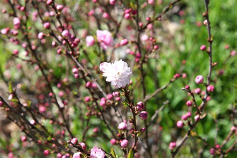 Spring beautiful soft white flowers with red core wallpaper. Flowering almonds' frothy pink blooms are seductive ...