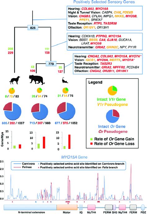 Dynamic Evolution Of Feline Sensory Repertoires Upper The