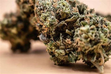 Blue Dream Weed Strain Review And Information Ctu