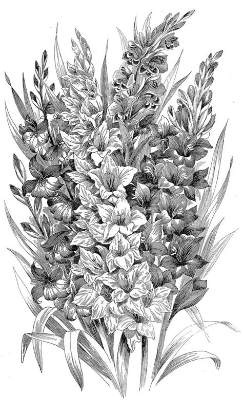Gladiolus flower outline vectors (40). 43 best White Gladiolus Flowers 3d Tattoos images on ...