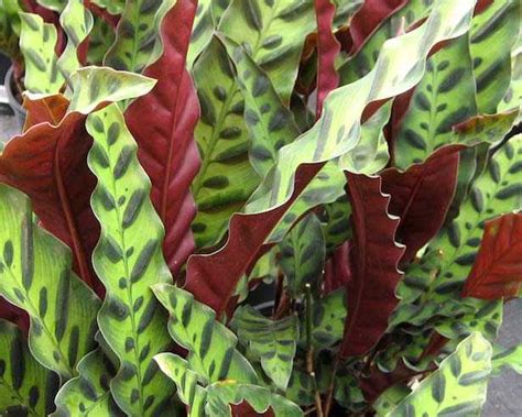 Tutte le tipologie da appartamento o da esterno, succulente, senza spine, fiorite. Piante da appartamento per stanze con poca luce - Idee Green