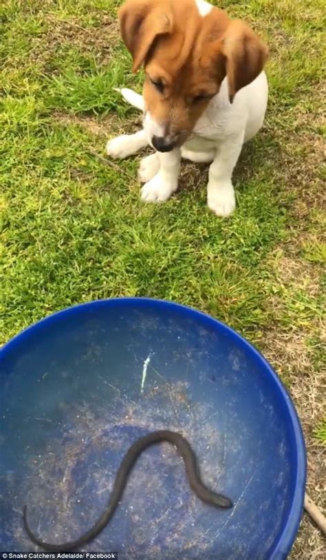 Can you spot the snake in the australian bush? Snake catcher teaches her adorable Jack Russell puppy Koda how to stay away from deadly reptiles ...