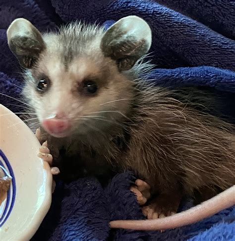 A Baby Opossums Story Animal Spirit Talker