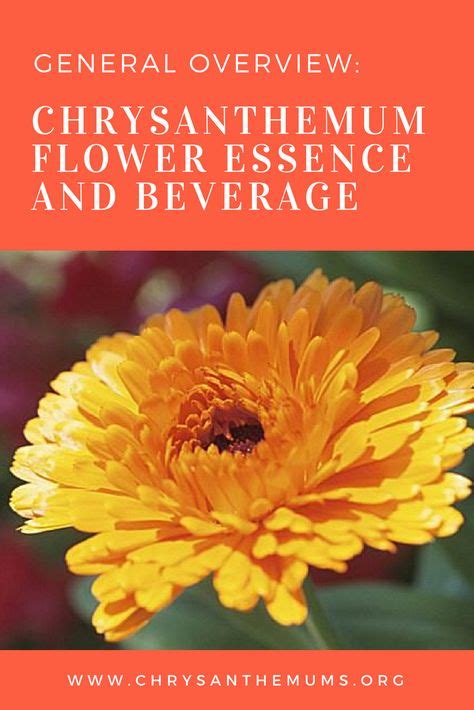15 Chrysanthemum Benefits Ideas Chrysanthemum Chrysanthemum Flower