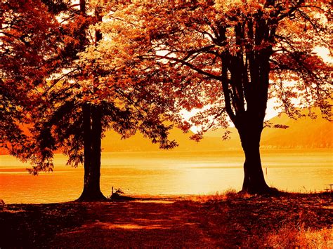 Painting Of Trees Near Body Of Water Hd Wallpaper Wallpaper Flare