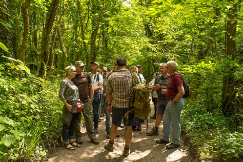 Foraging and Wild Food Course - Original Outdoors