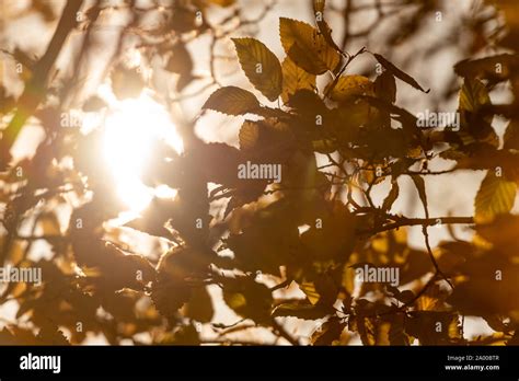 Sun Peeking Through Gaps In The Trees Stock Photo Alamy