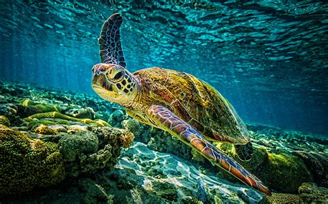 4k Free Download Turtle Coral Reef Reptiles Underwater World
