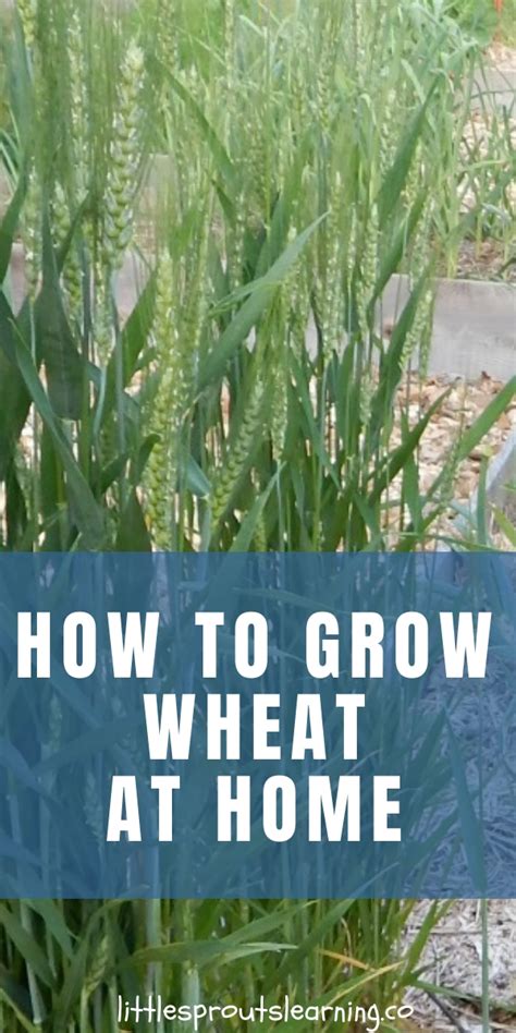How To Grow Wheat In Your Garden And Make Your Own Flour