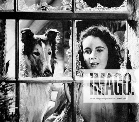 lassie and elizabeth taylor characters lassie and priscilla film lassie come home 1943 director fre