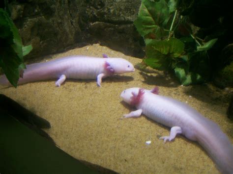 Axolotl Blue Reef Hastings Lutrus Flickr
