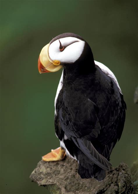 Horned Puffin Wikipedia