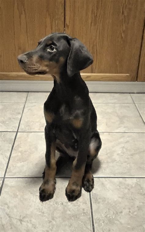 Dobereich Doberman Puppies And Future Litters
