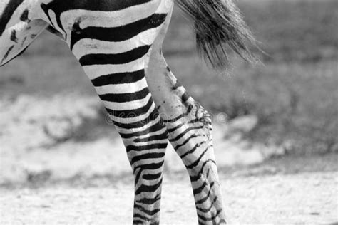 Zebra Legs Walking Stock Photo Image Of Animal Feet 11233774