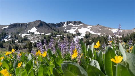 S Valley Alpine Meadows Ca To Host Washoe Cultural Tours