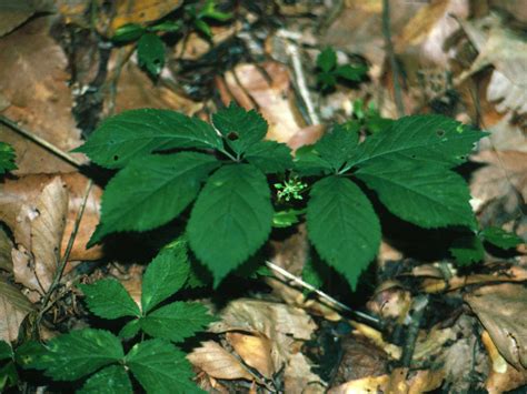 Identifying The Age Of An American Ginseng Plant