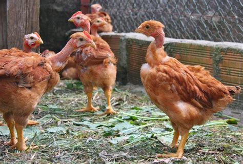 Chicken Breeds Turken Naked Necks Naked Photo Comments
