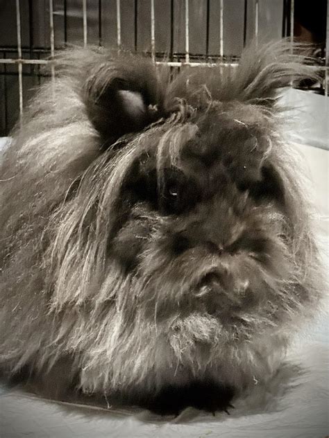 Sasquatch has possessed my rabbit. : r/MurderBuns