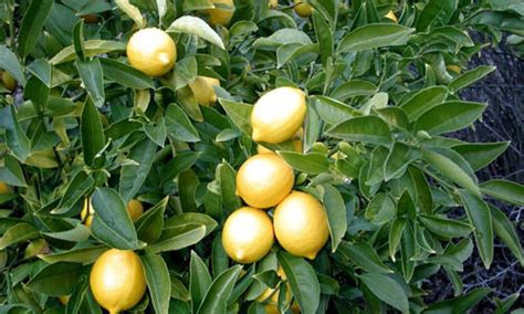 Indian Nursery Lebu Or Lemon Plants Exporter And