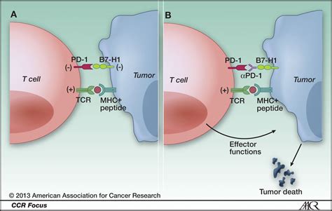 Cancer Immunotherapy Projections Immune Checkpoint Inhibitors Lead